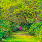 Finca cafetalera Santa Bárbara de Heredia