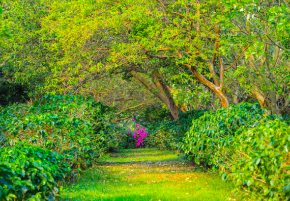 Finca cafetalera Santa Bárbara de Heredia