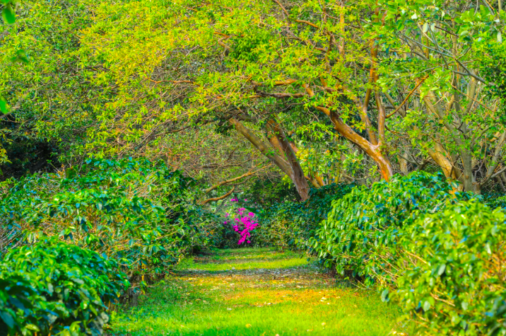 Finca cafetalera Santa Bárbara de Heredia